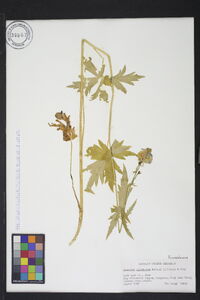 Aconitum columbianum image