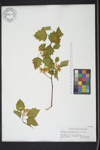 Crataegus flabellata image