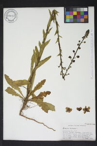 Verbascum blattaria image