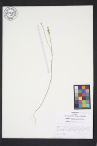 Polygala incarnata image