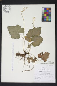 Tiarella cordifolia var. collina image