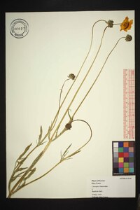 Coreopsis lanceolata image