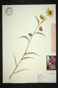 Helianthus maximiliani image