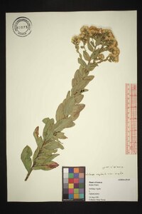 Solidago rigida image