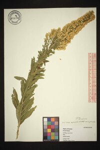 Solidago speciosa image