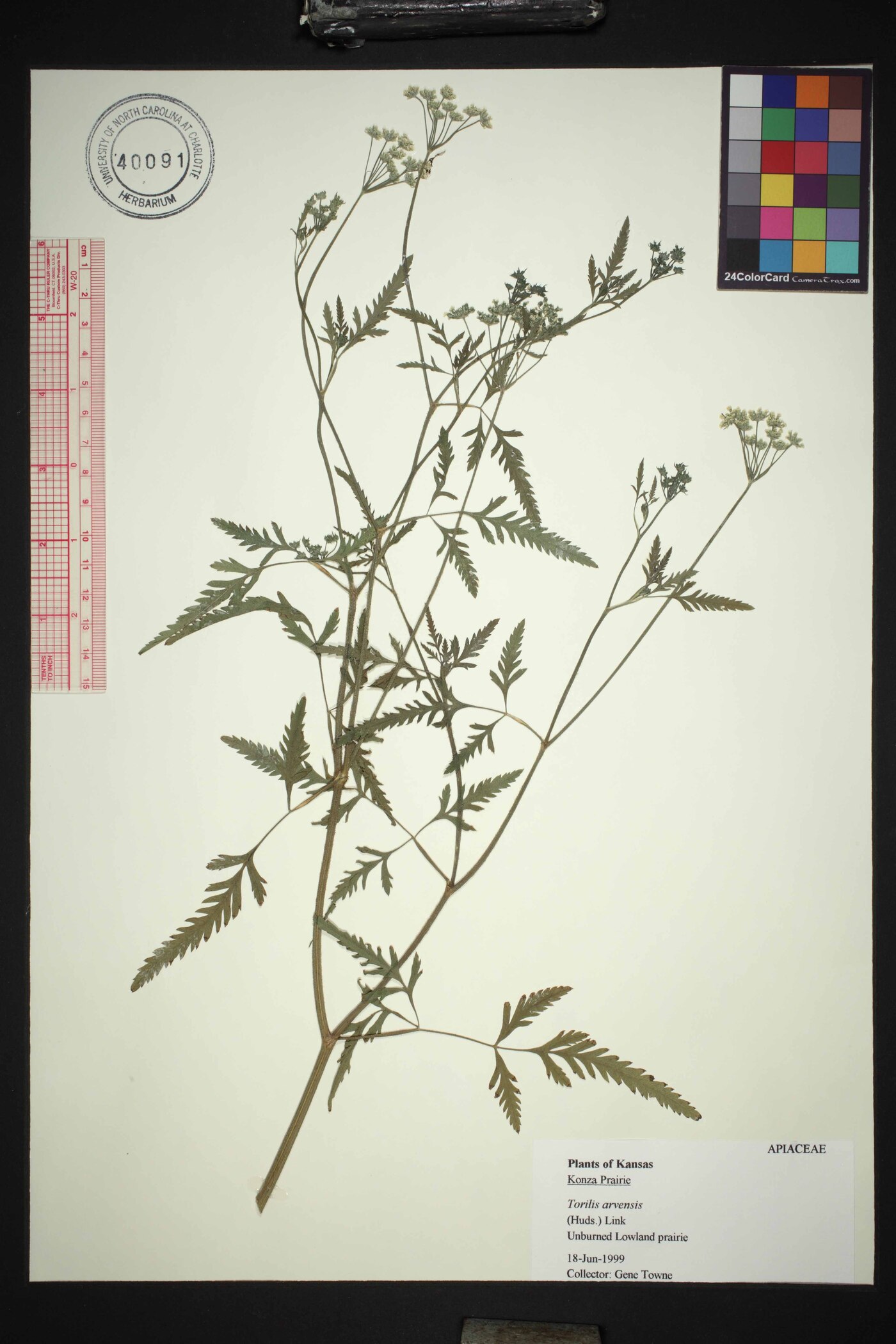 Torilis arvensis subsp. arvensis image