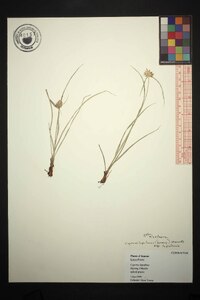 Cyperus lupulinus var. lupulinus image
