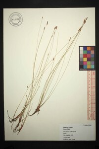 Eleocharis erythropoda image