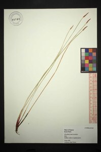 Eleocharis macrostachya image