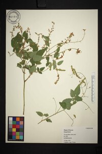 Desmodium canescens image