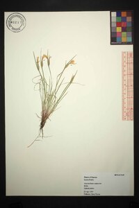 Sisyrinchium campestre image