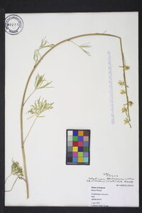 Delphinium carolinianum subsp. virescens image