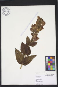 Penstemon cobaea image