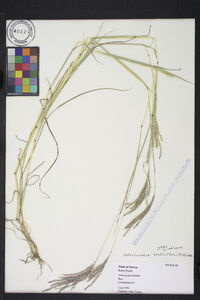 Bothriochloa bladhii image