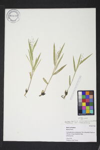 Dichanthelium villosissimum var. villosissimum image