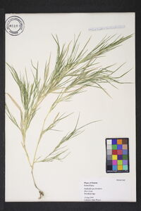 Muhlenbergia frondosa image