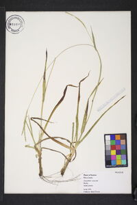 Paspalum setaceum var. stramineum image