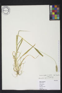 Cenchrus americanus image