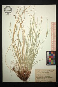 Carex planispicata image