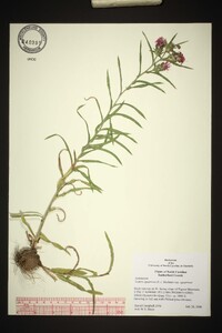 Liatris squarrosa var. squarrosa image