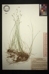 Carex leptalea var. harperi image