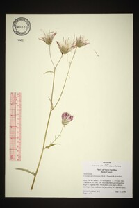 Cirsium carolinianum image