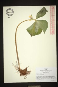 Trillium rugelii image