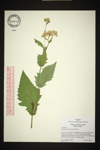 Parthenium auriculatum image