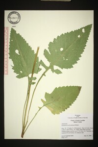 Parthenium auriculatum image