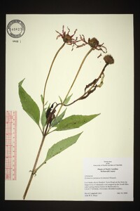 Echinacea purpurea image