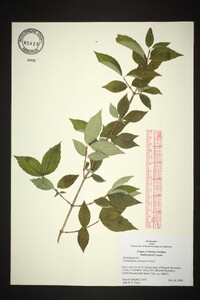 Philadelphus hirsutus image