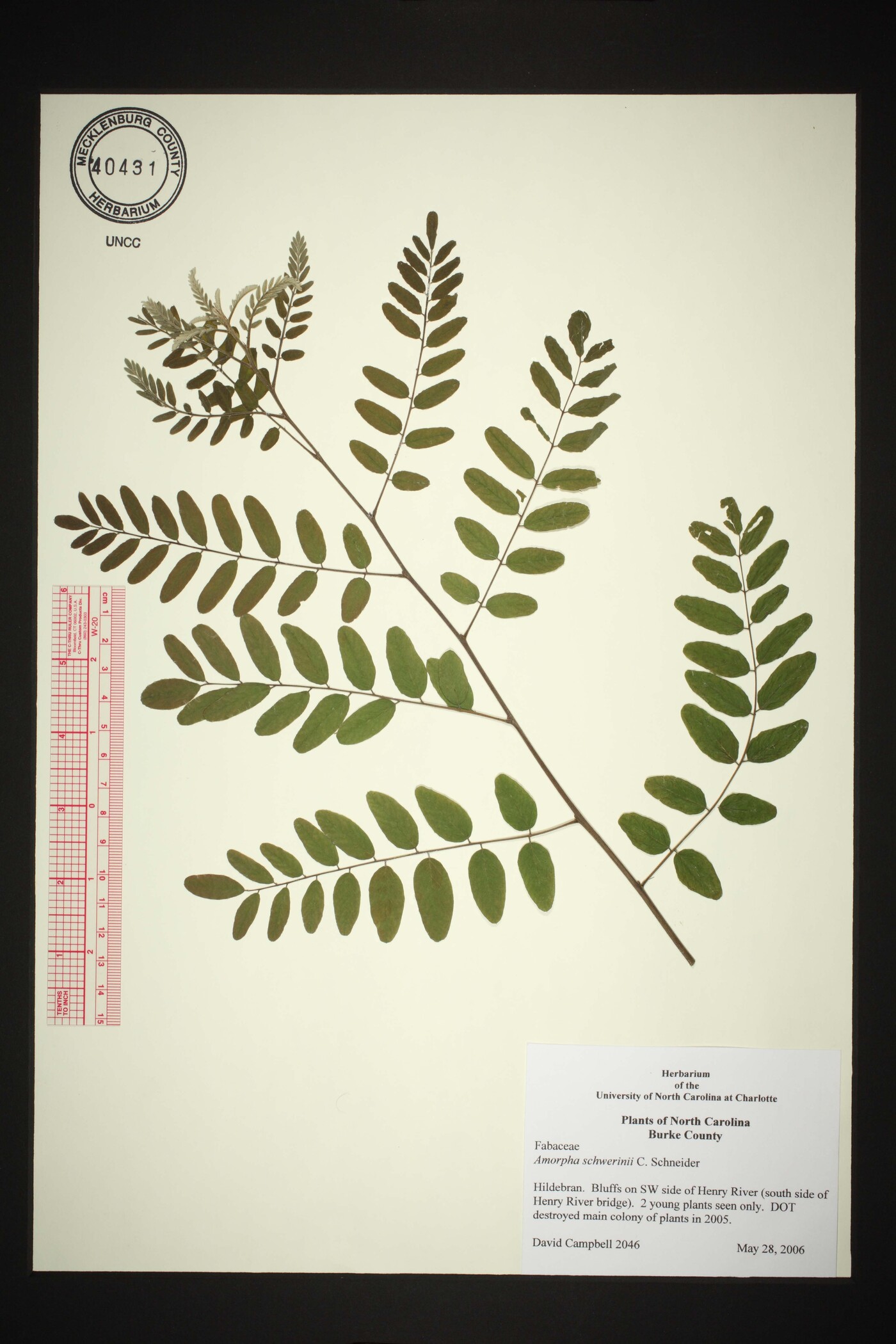 Amorpha schwerinii image