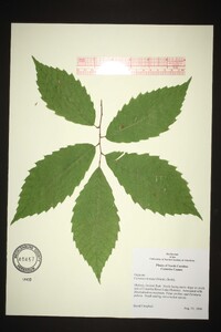 Castanea dentata image