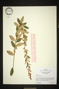 Spiraea tomentosa image