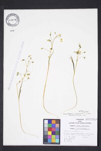 Claytonia virginica var. virginica image
