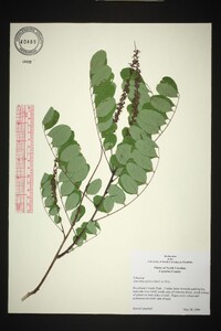 Amorpha glabra image