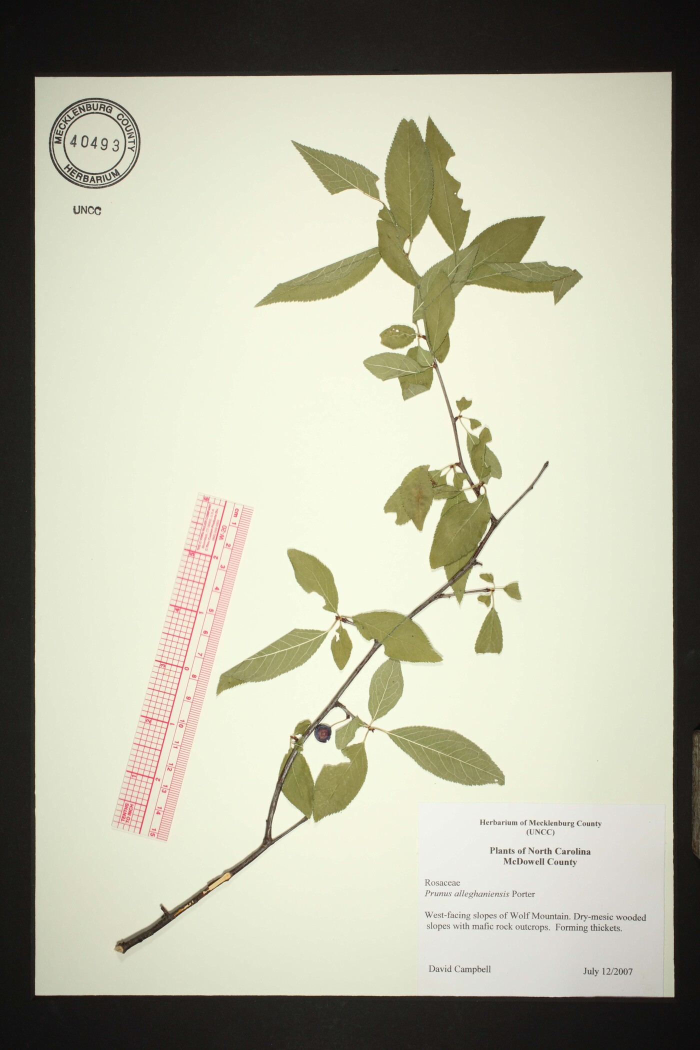 Prunus alleghaniensis image