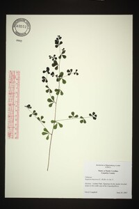 Baptisia tinctoria image