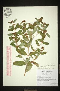 Hypericum walteri image