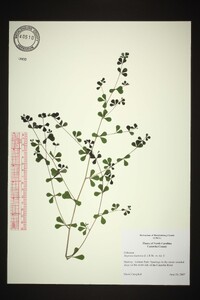 Baptisia tinctoria image