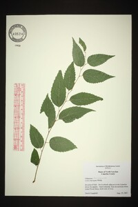 Celtis laevigata image