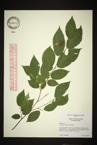 Carpinus caroliniana var. caroliniana image