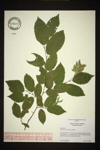 Carpinus caroliniana var. caroliniana image