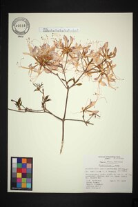 Rhododendron periclymenoides image