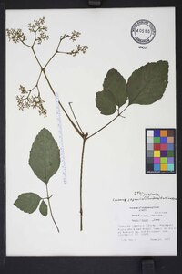 Causonis japonica image