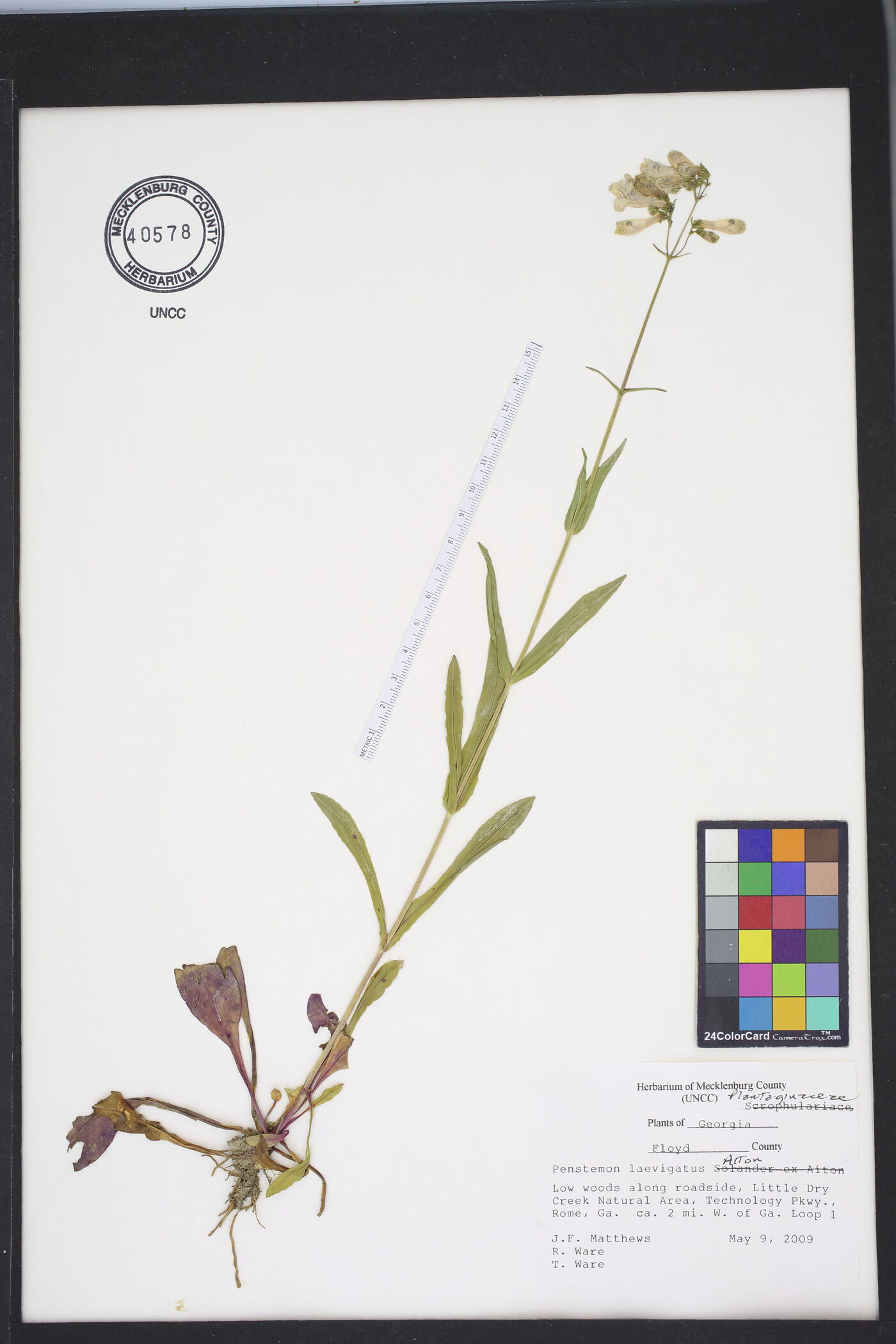 Penstemon laevigatus image
