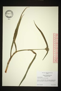 Tradescantia hirsuticaulis image