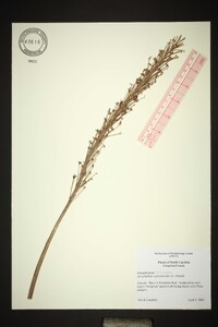 Xerophyllum asphodeloides image