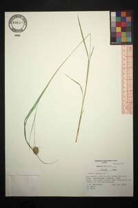 Carex squarrosa image