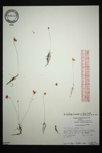 Utricularia gibba image